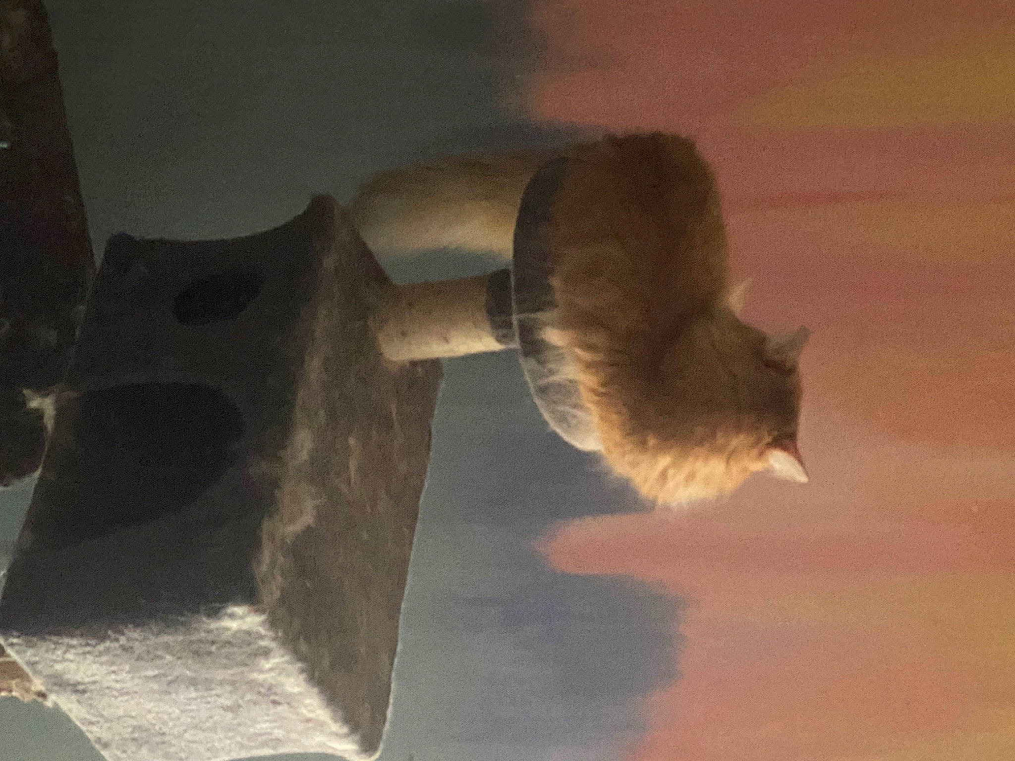 Cheese is registered to the contest to win money with this photo: art, beak, cat, cloud, door, felidae, fur, house, landscape, reflection, rock, shadow, sky, small_to_medium_sized_cats, tail, tints_and_shades, water, whiskers, window, wood