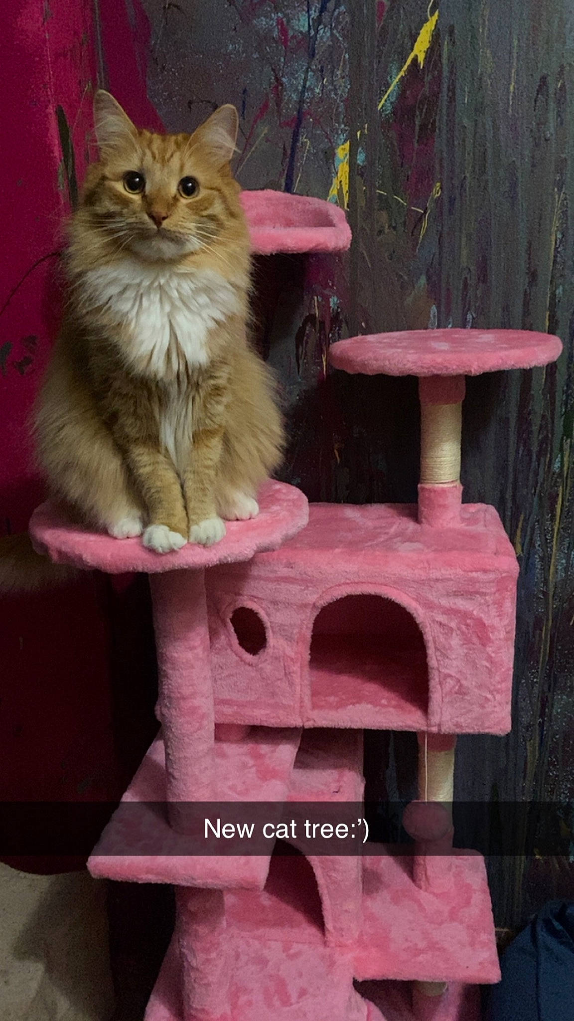 Cheese is registered to the contest to win money with this photo: british_longhair, carnivore, cat, cat_supply, domestic_short_haired_cat, fawn, felidae, fur, hardwood, magenta, outdoor_furniture, paw, pet_supply, pink, small_to_medium_sized_cats, tail, terrestrial_animal, whiskers, wood, wood_stain