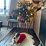 dog, christmas_tree, holiday, decorations, lights, rug, wooden_floor, chair, window, curtains, lamp, furniture, toy, festive_clothing, indoor, cozy, pet, ornaments, warm_lighting, living_room