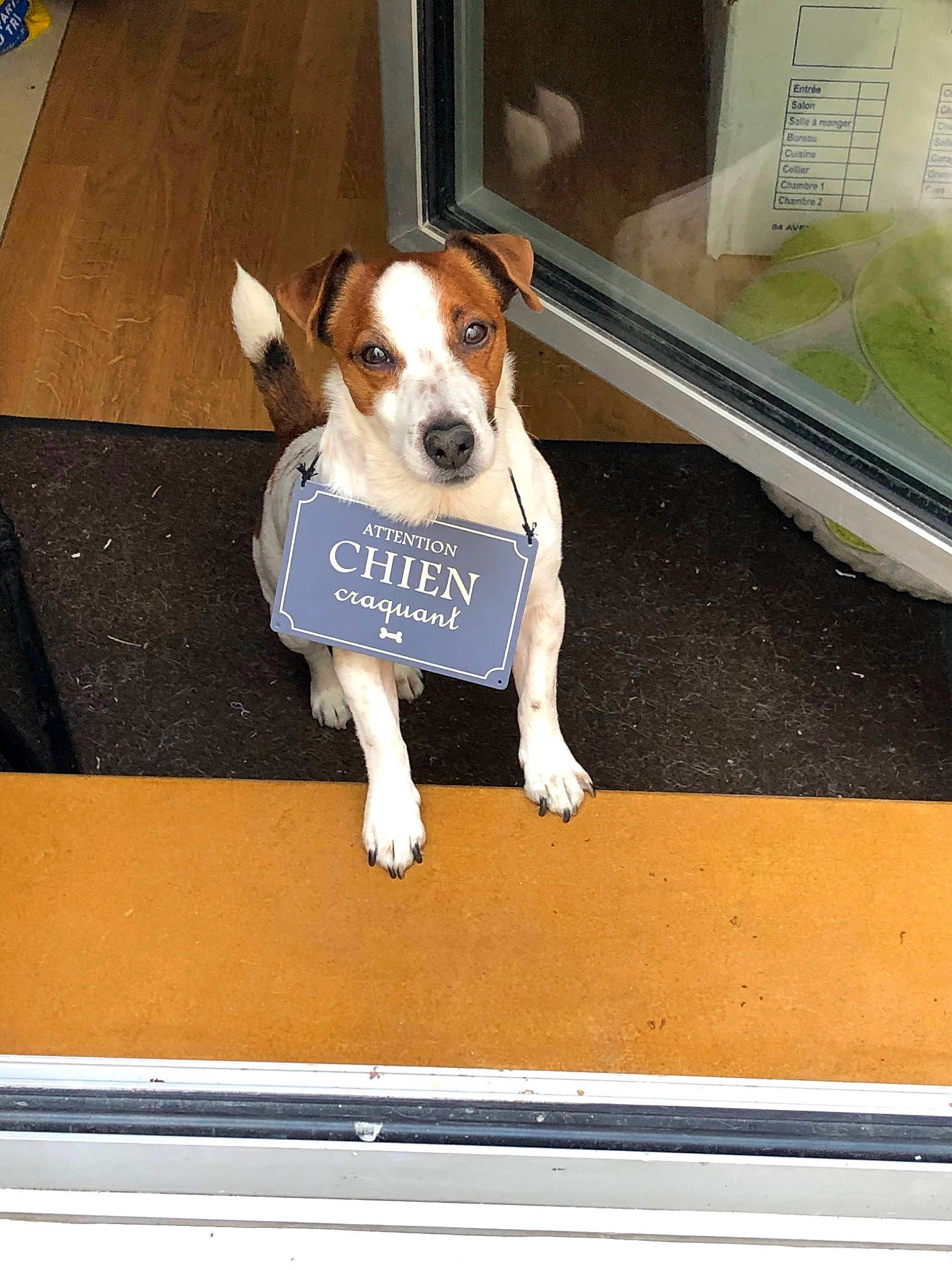 Hélios a rejoint le concours — aidez-le/la à gagner de superbes lots ! automotive_exterior, canidae, carnivore, collar, companion_dog, dog, dog_breed, dog_supply, eyewear, fawn, flooring, paw, rectangle, snout, sporting_group, terrier, toy_dog, vehicle_door, windshield, working_animal