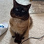 El Catos Aka Cat is registered to the contest to win money with this photo: animal, blue_eyes, carpet, cat, couch, cozy, cute, domestic, ears, feline, floor, fluffy, indoor, living_room, pet, rug, siamese_cat, sitting, slipper, whiskers