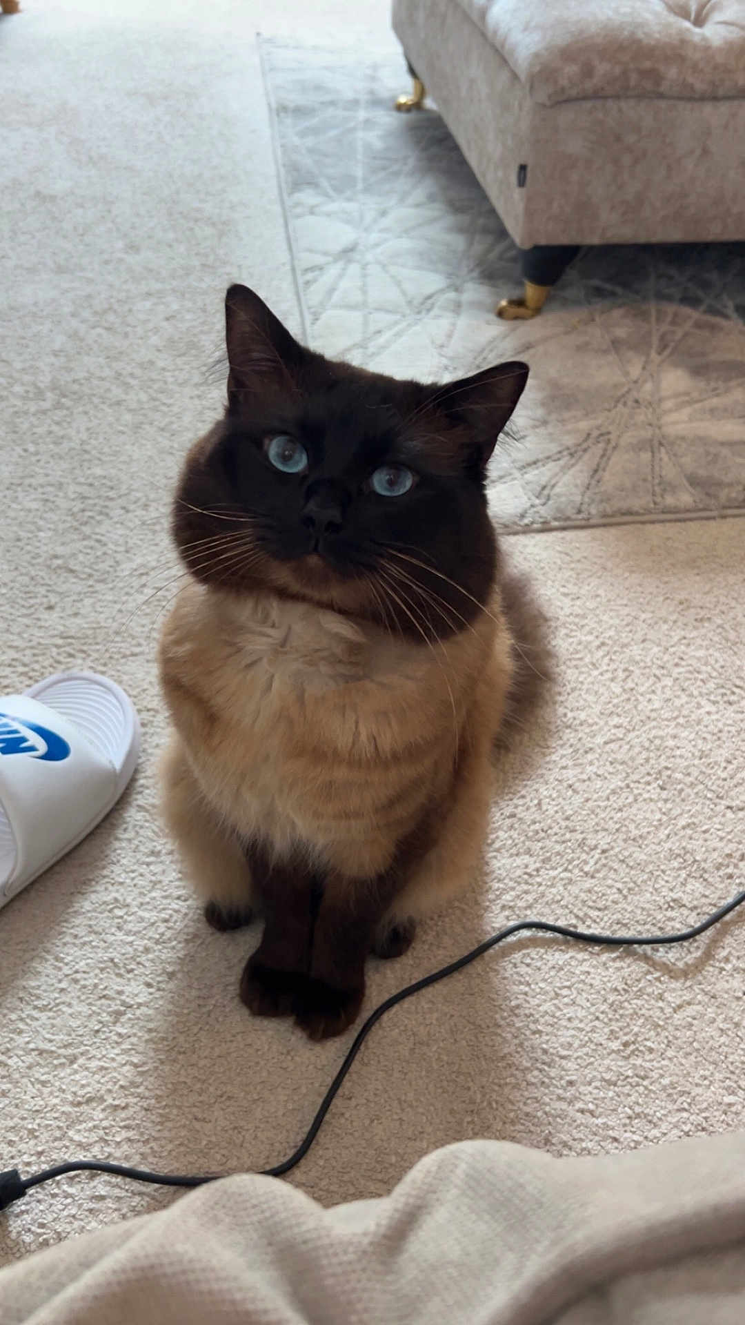 El Catos Aka Cat is registered to the contest to win money with this photo: animal, blue_eyes, carpet, cat, couch, cozy, cute, domestic, ears, feline, floor, fluffy, indoor, living_room, pet, rug, siamese_cat, sitting, slipper, whiskers