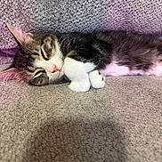 Milton is registered to the contest to win money with this photo: kitten, cat, sleeping, fur, tabby, paw, carpet, texture, indoor, cute, pet, animal, resting, cozy, whiskers, pink_nose, soft_light, closeup, peaceful, relaxing
