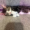 kitten, cat, sleeping, fur, tabby, paw, carpet, texture, indoor, cute, pet, animal, resting, cozy, whiskers, pink_nose, soft_light, closeup, peaceful, relaxing