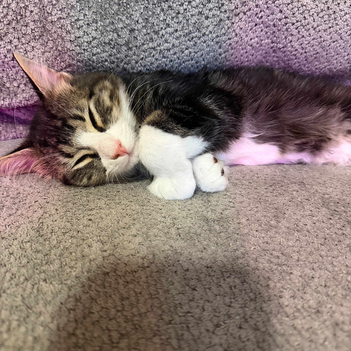 Milton is registered to the contest to win money with this photo: kitten, cat, sleeping, fur, tabby, paw, carpet, texture, indoor, cute, pet, animal, resting, cozy, whiskers, pink_nose, soft_light, closeup, peaceful, relaxing