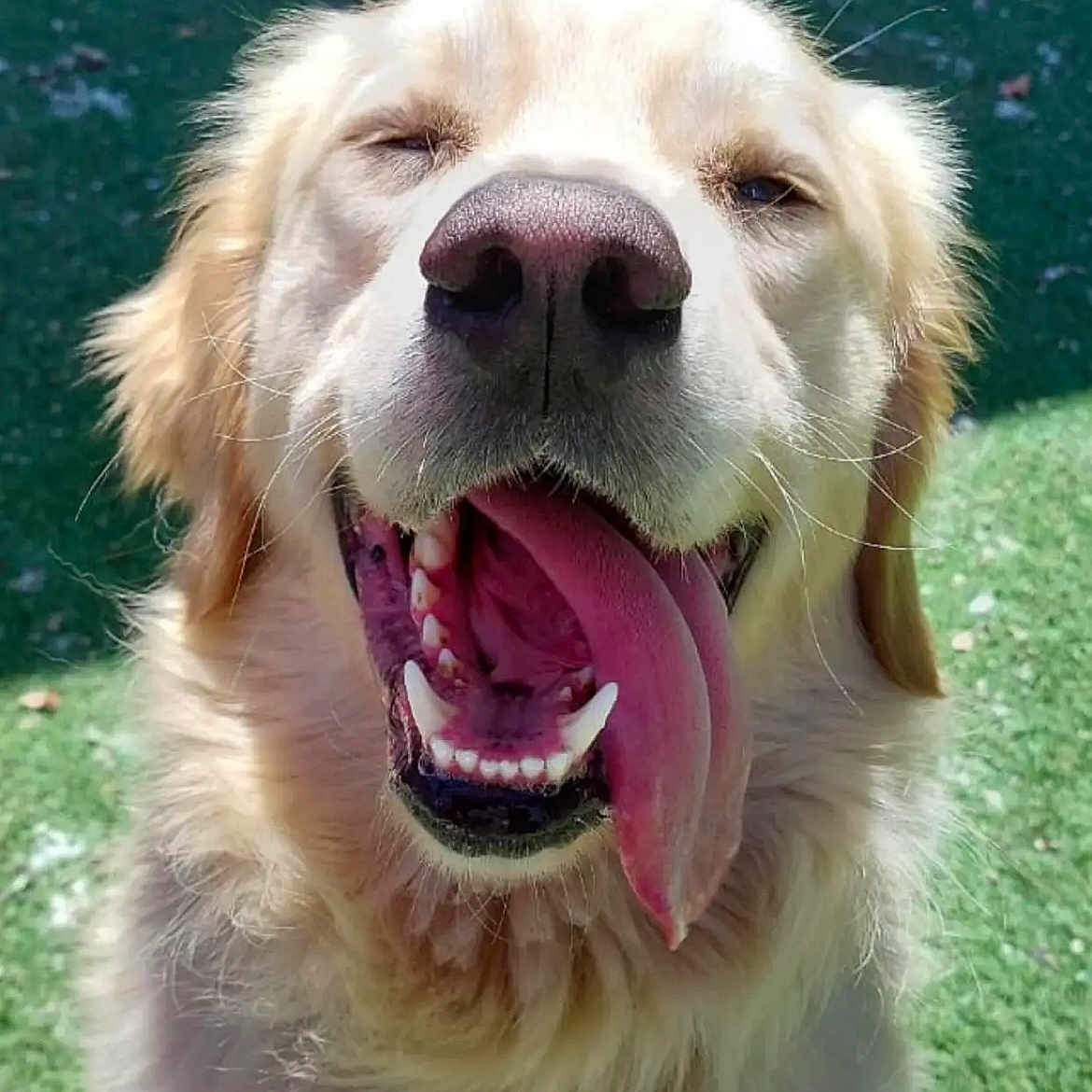 Finn joined the competition — help win amazing prizes! animal, bodypart, canine, cockerspaniel, dog, eskimodog, goldenretriever, grass, hound, husky, labradorretriever, lawn, mouth, person, pet, plant, puppy, teeth, tongue, whitedog