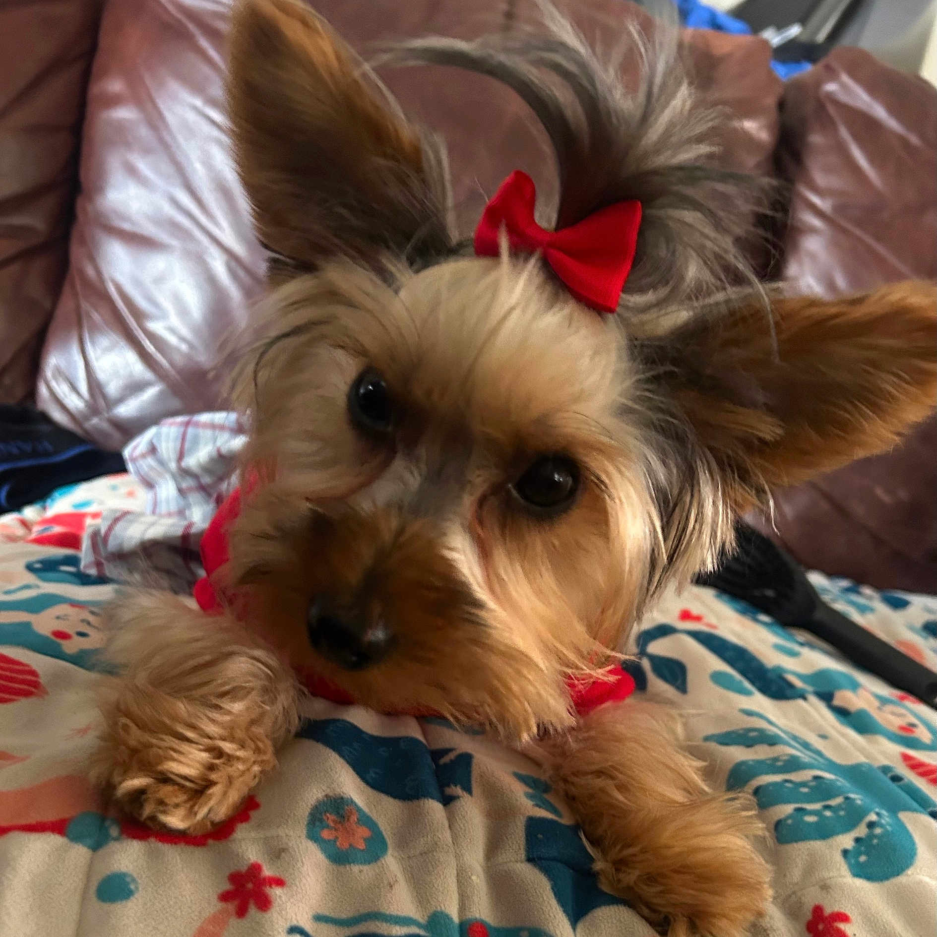 Ella-Grace joined the competition — help win amazing prizes! animal, blanket, bow, brown_couch, close_up, couch, cozy, cute, dog, ears, face, fur, hairbrush, indoor, lying_down, patterned_blanket, paw, pet, red_bow, small_dog