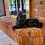 Koko is registered to the contest to win money with this photo: dog, pet, indoor, brick, fireplace, hearth, black_fur, fluffy, curious, head_tilt, animal, resting, home, floor, toy, cozy, window_reflection, furniture, relaxing, domestic