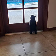 Koko is registered to the contest to win money with this photo: dog, small_dog, indoor, glass_door, backyard, pool, tile_floor, sunlight, greenery, trees, curious, pet, animal, standing, looking_outside, shadow, wooden_frame, daylight, home, quiet_moment