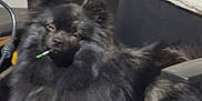 Koko joined the competition — help win amazing prizes! dog, black_dog, fluffy, pet, animal, indoor, relaxed, mouth, fur, chair, table, household, domestic, canine, companion, seat, resting, cute, cozy, furniture