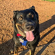 Bear joined the competition — help win amazing prizes! dog, canine, pet, tongue_out, happy, outdoor, sunlight, dirt, collar, harness, black_fur, brown_fur, animal, muzzle, ears, eyes, shadow, nature, playful, close_up
