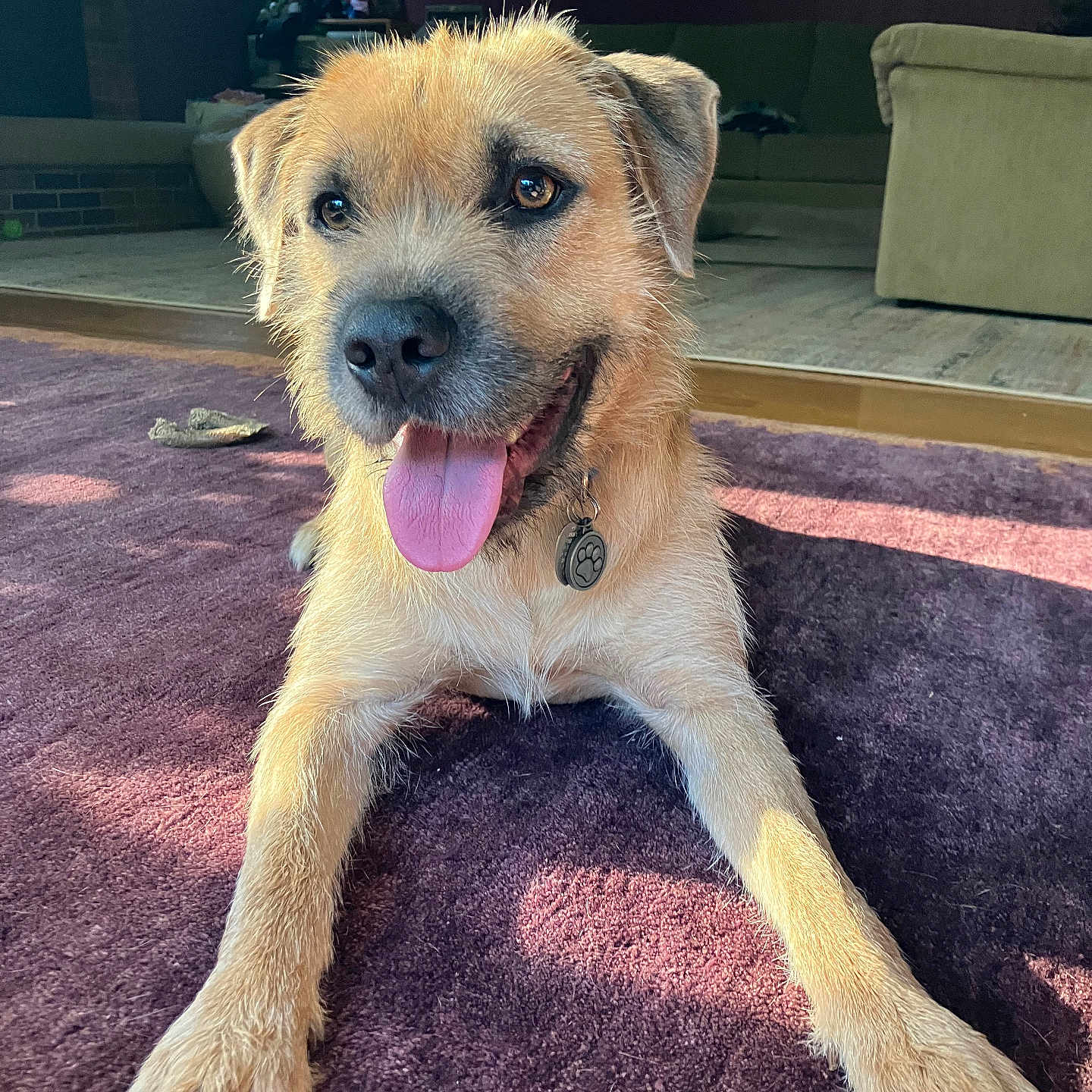 Hiatt is registered to the contest to win money with this photo: accessories, animal, architecture, art, bodypart, building, canine, couch, dog, furniture, homedecor, indoors, interiordesign, livingroom, painting, pet, puppy, room, strap, terrier