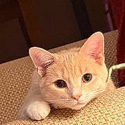 Teddy joined the competition — help win amazing prizes! animal, beige, cat, close_up, couch, cozy, cream_colored, curious_eyes, cute, domestic_cat, feline, indoor, paw, peeking, pet, relaxed, soft_fur, textured_fabric, warm_lighting, whiskers