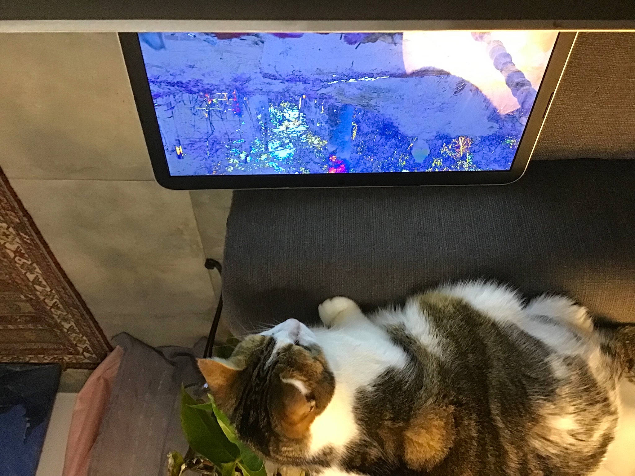 Melba participe au concours pour gagner de l'argent avec cette photo : carnivore, cat, computer_monitor, display_device, domestic_short_haired_cat, felidae, fur, gadget, green, houseplant, output_device, plant, small_to_medium_sized_cats, snout, tail, television, television_set, whiskers, window, wood