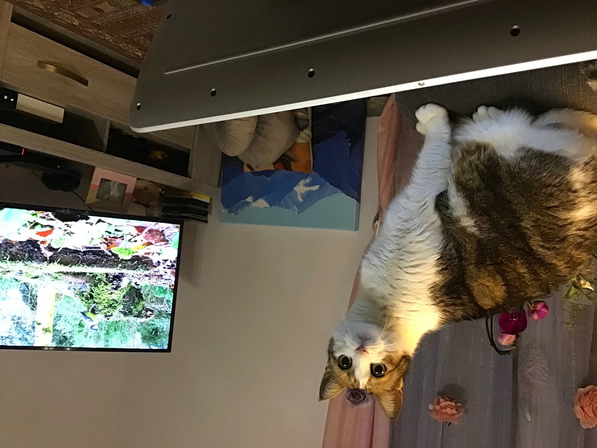 Melba a rejoint le concours — aidez-le/la à gagner de superbes lots ! art, ceiling, display_case, display_device, fawn, felidae, flat_panel_display, fun, fur, fur_clothing, glass, led_backlit_lcd_display, multimedia, projection_screen, room, small_to_medium_sized_cats, television_set, visual_arts, whiskers