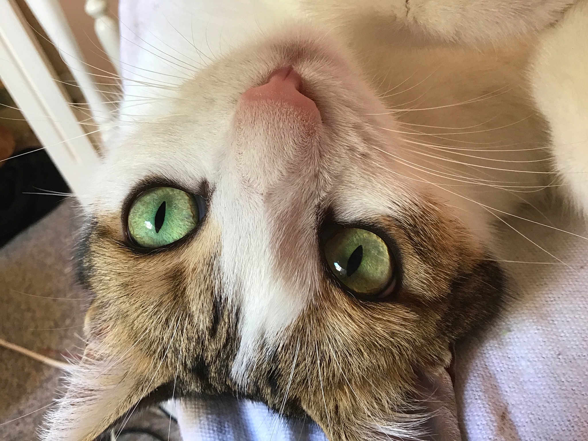 Melba