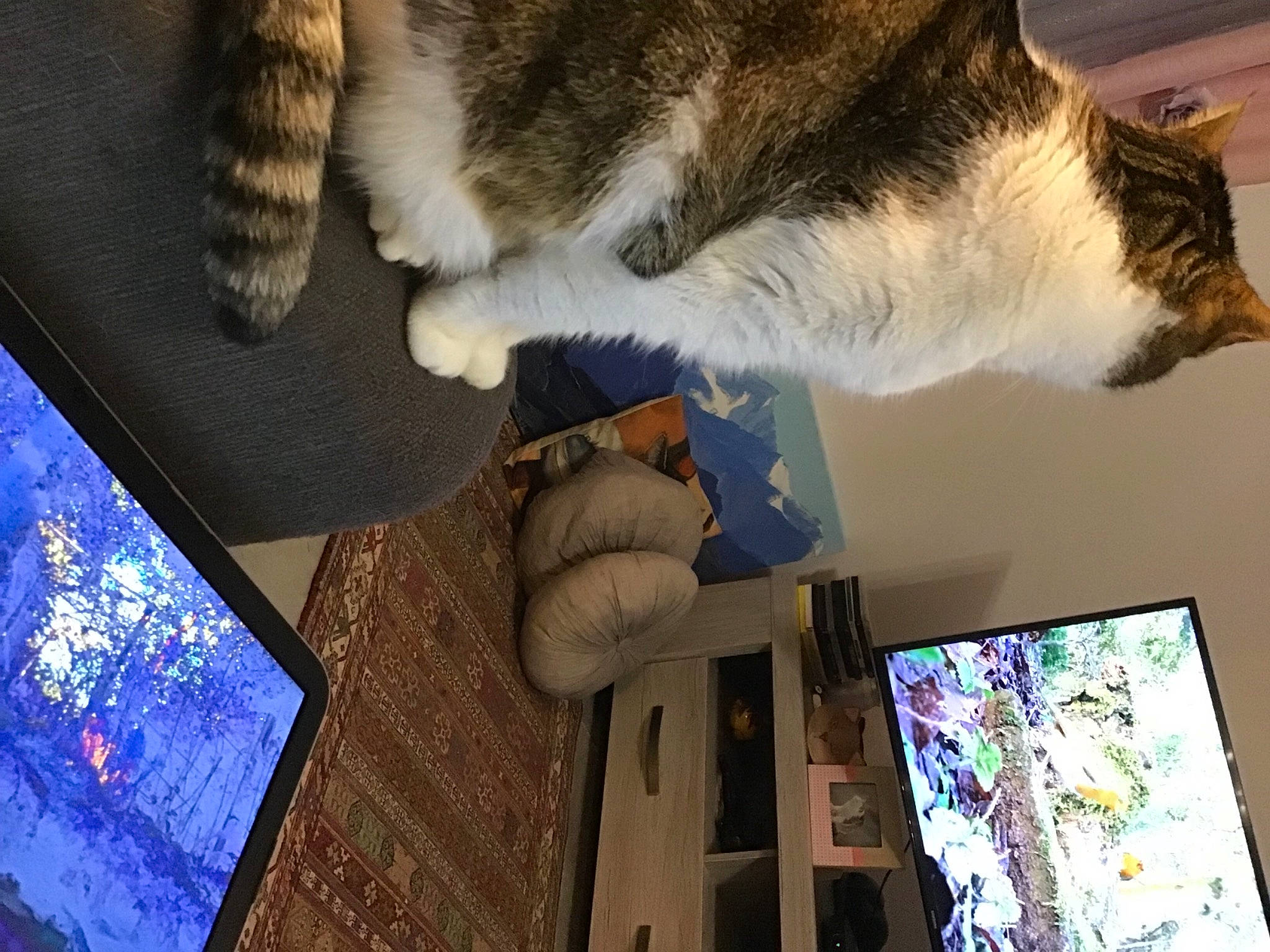 Melba participe au concours pour gagner de l'argent avec cette photo : blue, carnivore, cat, display_device, domestic_short_haired_cat, electric_blue, felidae, fun, fur, glove, light, photograph, room, small_to_medium_sized_cats, snapshot, space, tail, whiskers, wood, world