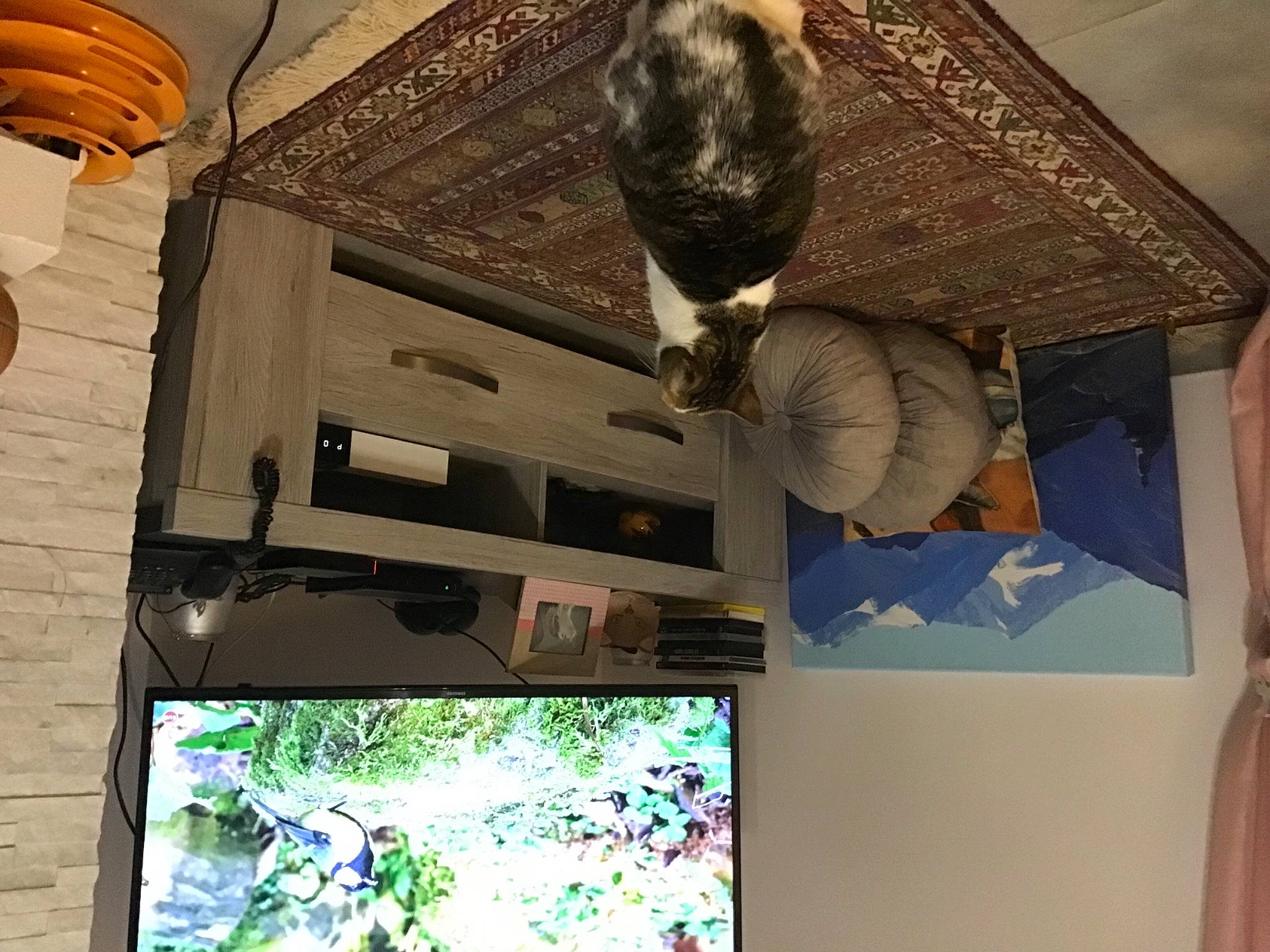 Melba a rejoint le concours — aidez-le/la à gagner de superbes lots ! architecture, art, building, cat, ceiling, design, felidae, interior_design, light, lighting, plant, room, small_to_medium_sized_cats, tail, tints_and_shades, tree, wall, window, wood, world