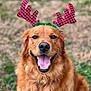 animal, antlers, canine, close_up, costume, dog, ears, festive, fur, golden_retriever, grass, happy, holiday, muzzle, nature, outdoor, pet, reindeer_antlers, smiling, tongue_out