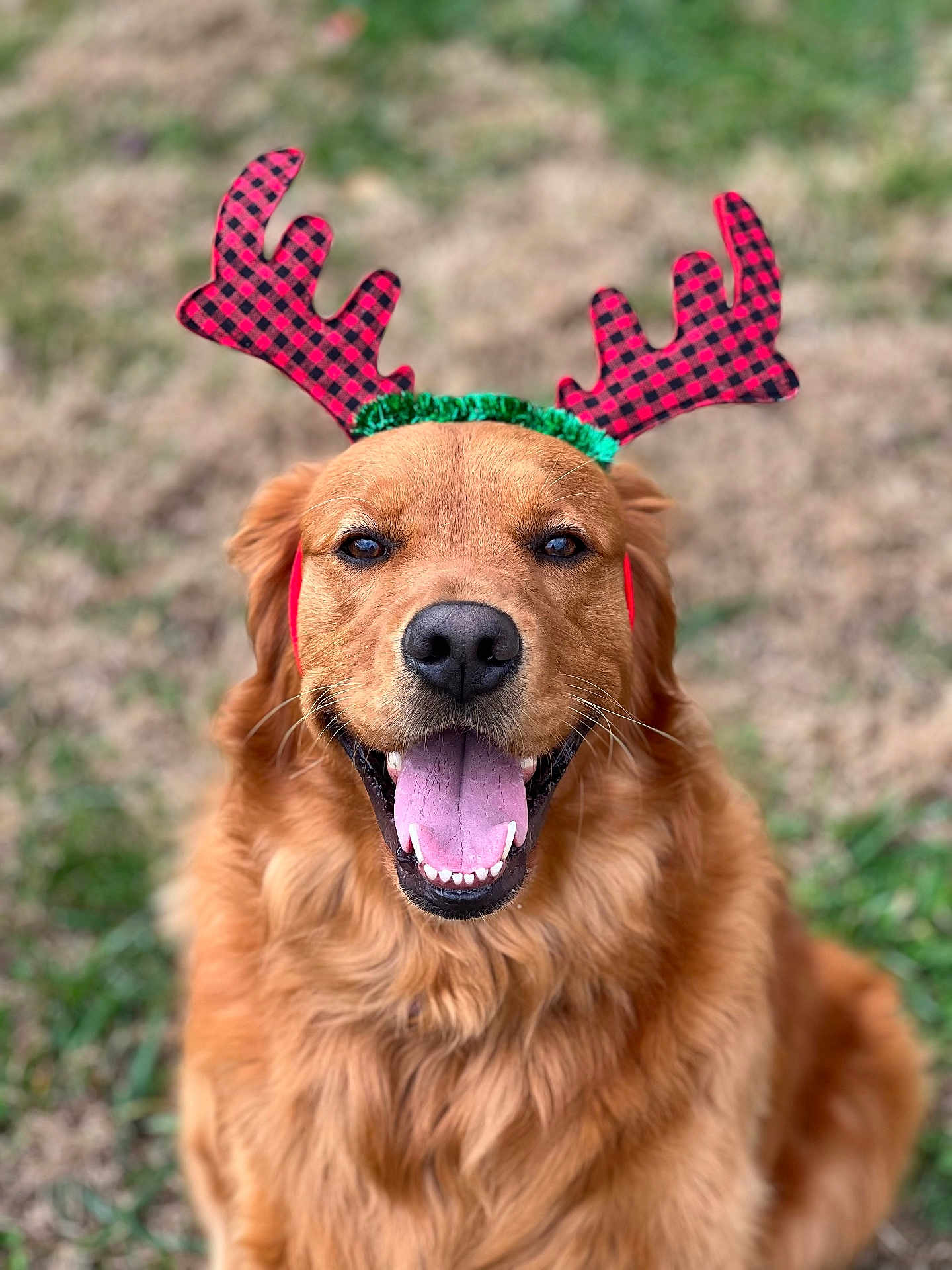 Gracie Mae is registered to the contest to win money with this photo: animal, antlers, canine, close_up, costume, dog, ears, festive, fur, golden_retriever, grass, happy, holiday, muzzle, nature, outdoor, pet, reindeer_antlers, smiling, tongue_out