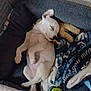 puppy, dog, sleeping, bed, blanket, toy, tennis_ball, cozy, cute, pet, rest, indoor, white_dog, small_dog, relaxing, animal, domestic, furry, sleep, companion