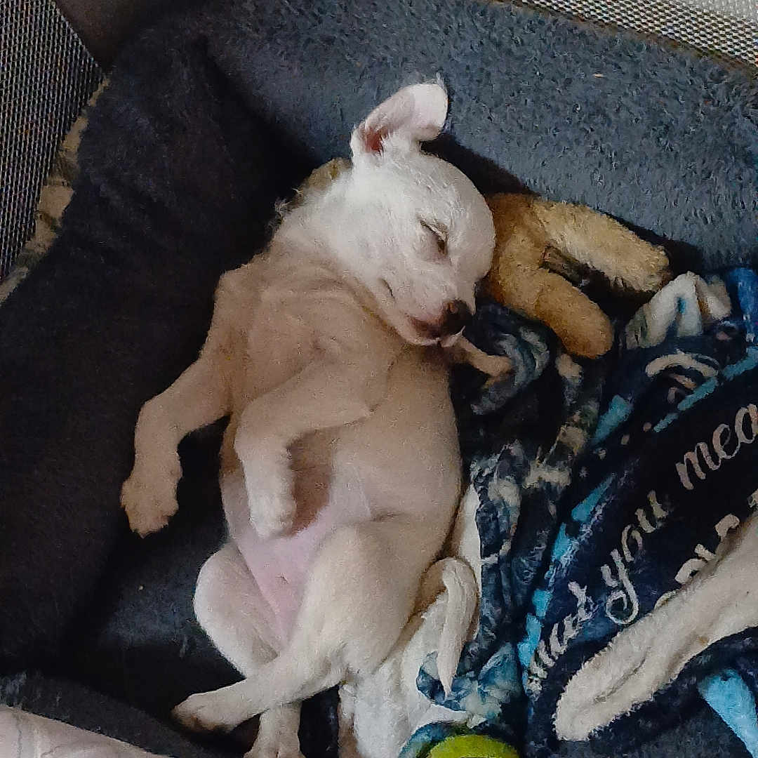 Freya is registered to the contest to win money with this photo: puppy, dog, sleeping, bed, blanket, toy, tennis_ball, cozy, cute, pet, rest, indoor, white_dog, small_dog, relaxing, animal, domestic, furry, sleep, companion