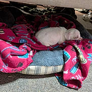 Freya is registered to the contest to win money with this photo: puppy, dog, sleeping, blanket, dog_bed, indoor, carpet, cozy, small_animal, pet, white, fur, resting, cute, animal, home, comfort, quiet, relaxation, young