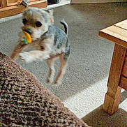 Timmy joined the competition — help win amazing prizes! active, animal, blanket, blur, carpet, cozy, cute, dog, door, household, indoor, jumping, living_room, motion_blur, pet, playful, room, small_dog, toy, wooden_furniture