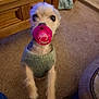Timmy joined the competition — help win amazing prizes! animal, carpet, carpeted_floor, cozy, cute, dog, front_paws, fur, home, indoor, living_room, pacifier, pet, pet_bed, playful, small_dog, standing, sweater, toy, wooden_furniture