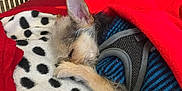 Timmy joined the competition — help win amazing prizes! animal, black_spots, blanket, blue_sweater, brown, cozy, cute, dog, ears, fleece, fur, indoor, paw, pet, red, resting, sleeping, small_dog, snuggle, warm
