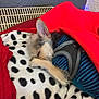 animal, black_spots, blanket, blue_sweater, brown, cozy, cute, dog, ears, fleece, fur, indoor, paw, pet, red, resting, sleeping, small_dog, snuggle, warm