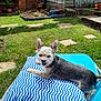 Timmy is registered to the contest to win money with this photo: blue_chair, blue_cushion, cushion, dog, fence, flowers, garden, grass, greenery, outdoor, pet, plant_pot, relaxed, shed, small_dog, stepping_stones, sunny, tongue_out, watering_can, wooden_shed