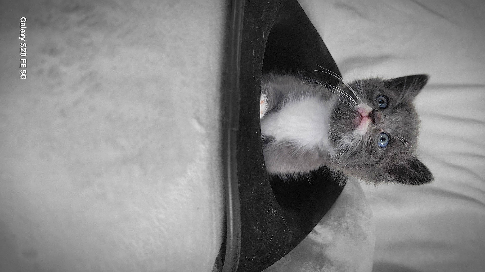 Shadow participe au concours pour gagner de l'argent avec cette photo : carnivore, cat, domestic_short_haired_cat, felidae, fur, grey, monochrome, monochrome_photography, paw, small_to_medium_sized_cats, still_life_photography, tail, terrestrial_animal, tints_and_shades, tree, water, whiskers, wildlife, window