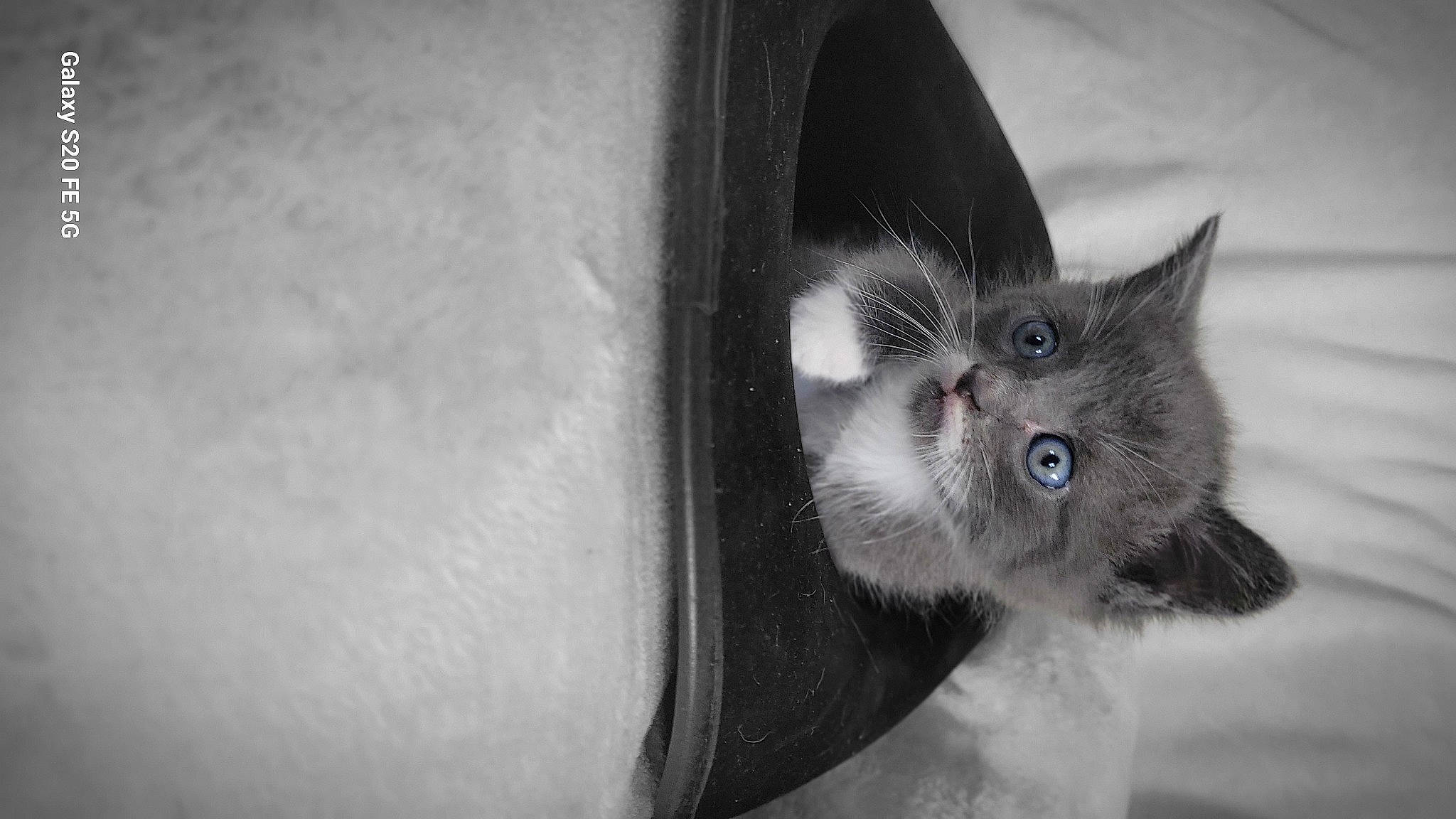 Shadow participe au concours pour gagner de l'argent avec cette photo : carnivore, cat, claw, domestic_short_haired_cat, felidae, fur, grey, monochrome, monochrome_photography, paw, small_to_medium_sized_cats, snout, still_life_photography, tail, whiskers, window