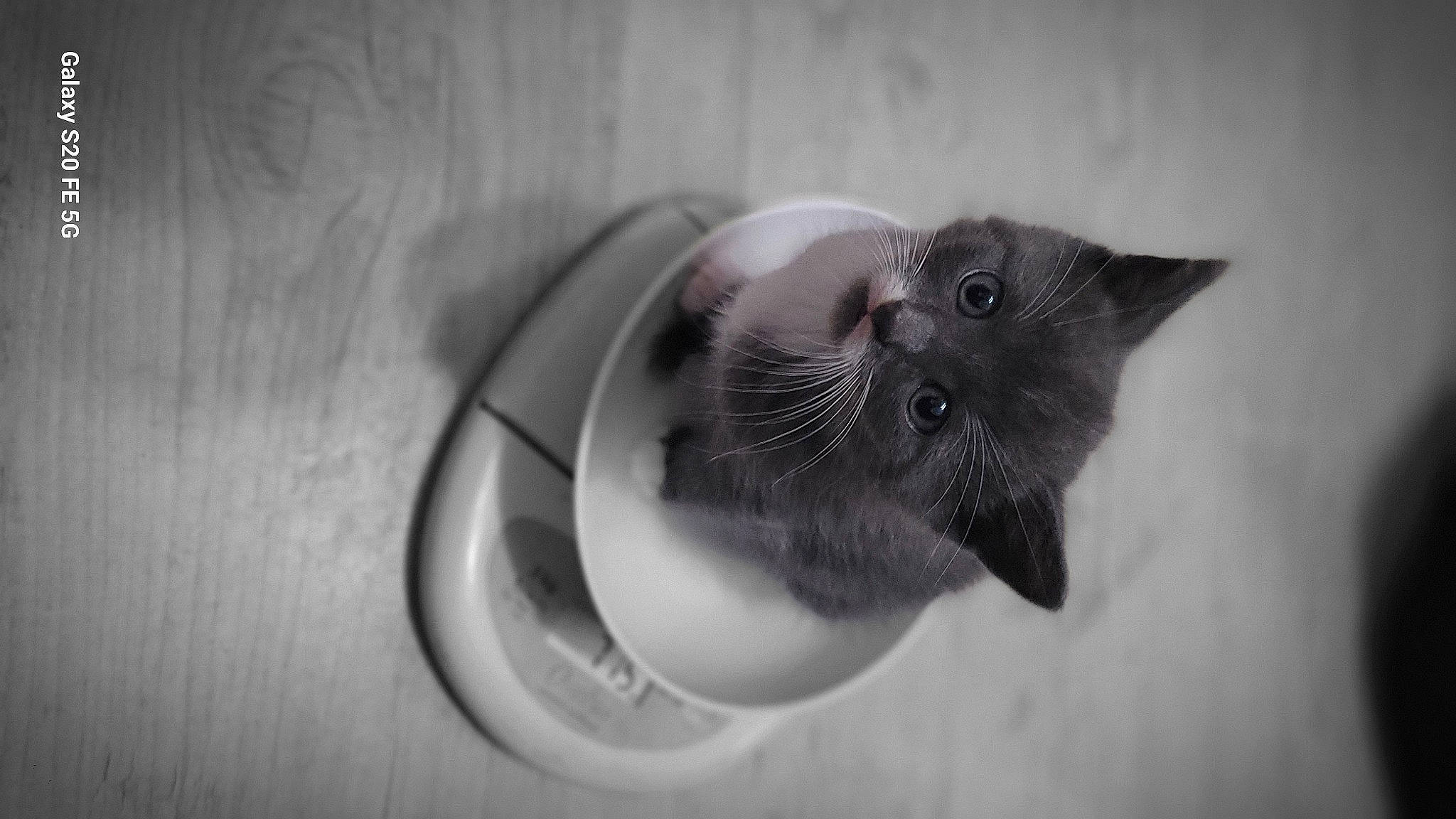 Shadow a rejoint le concours — aidez-le/la à gagner de superbes lots ! carnivore, cat, circle, close_up, domestic_short_haired_cat, door, eyelash, felidae, flash_photography, fur, grey, macro_photography, monochrome, monochrome_photography, paw, small_to_medium_sized_cats, still_life_photography, water, whiskers, window
