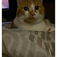 Rouky a rejoint le concours — aidez-le/la à gagner de superbes lots ! cat, ginger_cat, white_cat, pet, indoor, blanket, bed, feline, animal, cute, curious, resting, domestic_cat, fur, whiskers, ears, eyes, cozy, soft_light, night