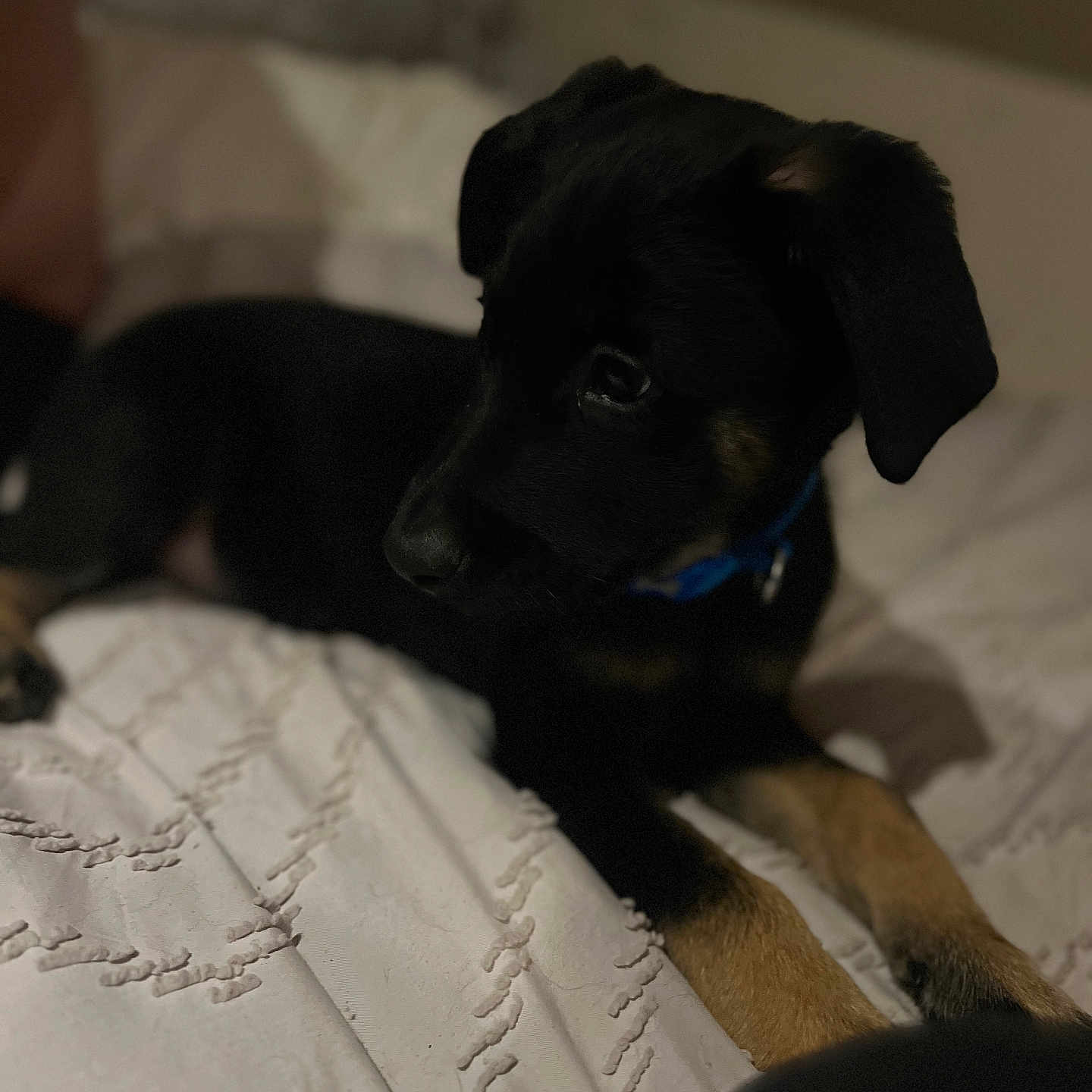 Goose joined the competition — help win amazing prizes! animal, beagle, bed, bedroom, blanket, boy, canine, child, couch, dog, furniture, head, hound, indoors, labradorretriever, male, person, pet, puppy, room