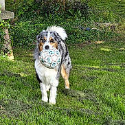 Twix participe au concours pour gagner de l'argent avec cette photo : dog, australian_shepherd, soccer_ball, grass, tree, outdoor, pet, animal, playful, greenery, fur, canine, nature, garden, muzzle, standing, leisure, daylight, park, friendly