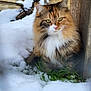 animal, background, calm, cat, closeup, curious, ears, feline, fluffy_fur, grass, green_eyes, muzzle, nature, outdoor, pet, portrait, snow, whiskers, winter, wooden_structure