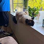 Hershey is registered to the contest to win money with this photo: cat, windowsill, plant, indoor, person, blue_shirt, black_shorts, sneakers, carpet, sunlight, window, greenery, relaxation, pet, fluffy, resting, casual_clothing, home, decor, daylight