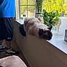 cat, windowsill, plant, indoor, person, blue_shirt, black_shorts, sneakers, carpet, sunlight, window, greenery, relaxation, pet, fluffy, resting, casual_clothing, home, decor, daylight