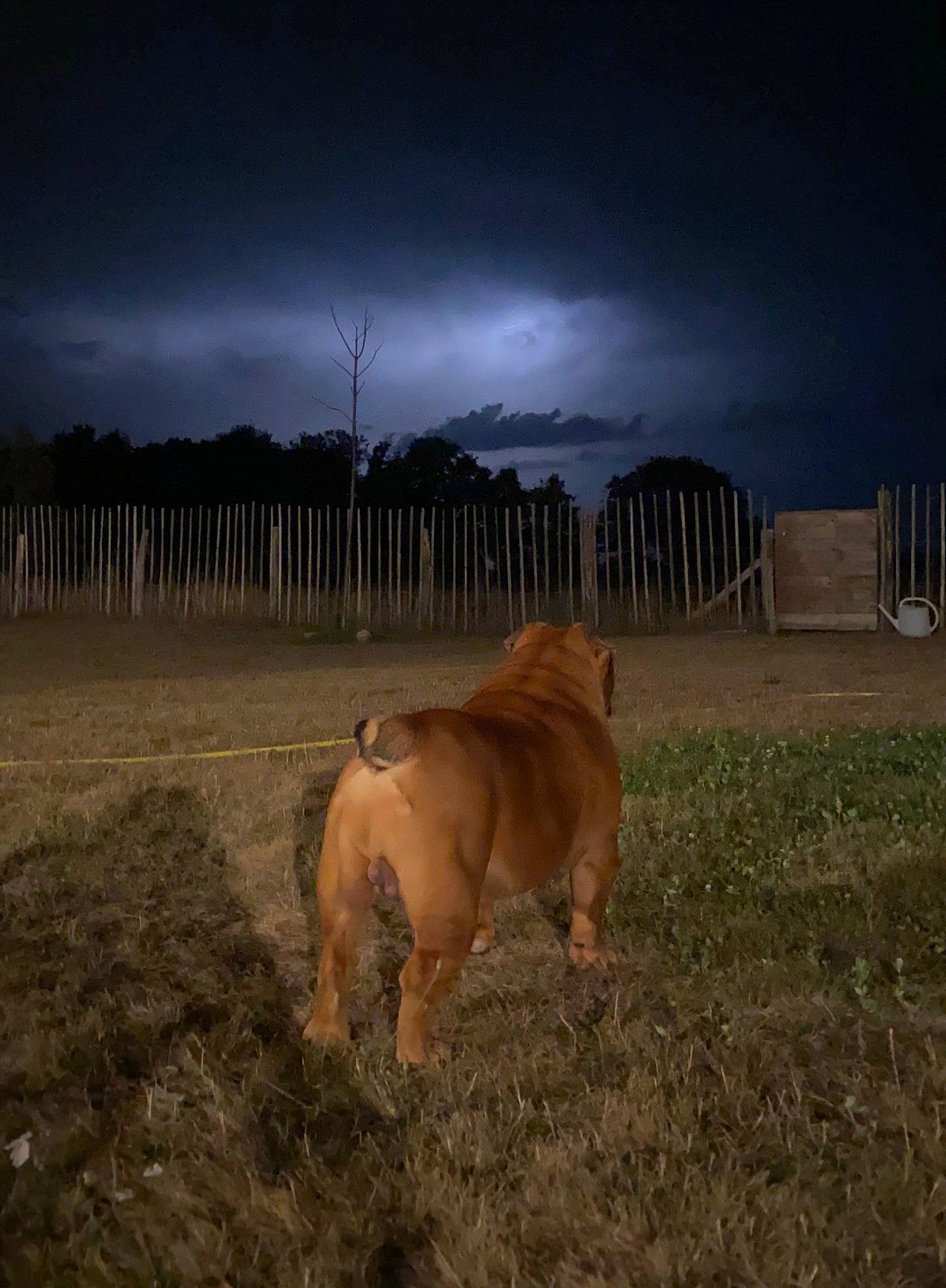 Pépé a rejoint le concours — aidez-le/la à gagner de superbes lots ! atmosphere, atmospheric_phenomenon, big_cats, carnivore, cloud, dog, dog_breed, fawn, fence, grass, grassland, landscape, light, lightning, natural_environment, plain, sky, snout, terrestrial_animal, tree