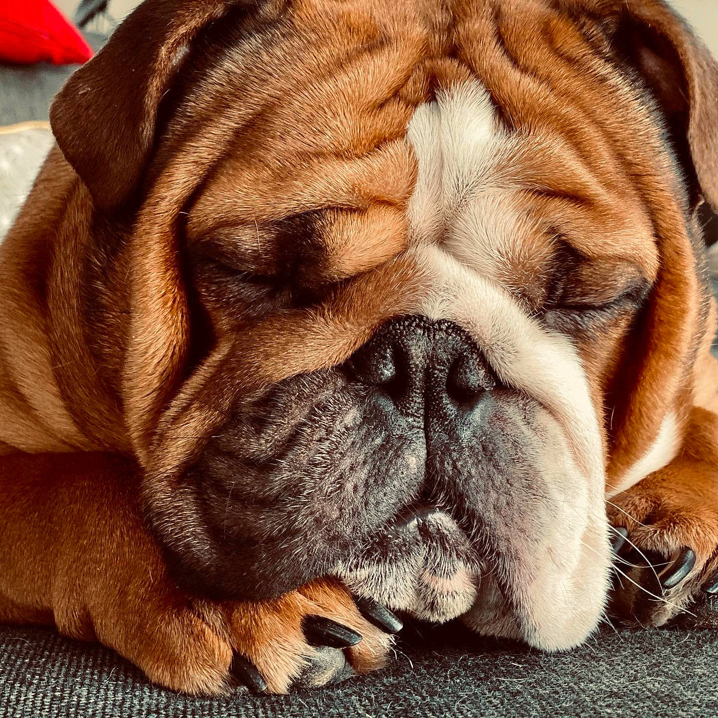 Pépé a rejoint le concours — aidez-le/la à gagner de superbes lots ! art, bulldog, canidae, carnivore, close_up, comfort, companion_dog, dog, dog_breed, fawn, giant_dog_breed, liver, molosser, snout, sporting_group, terrestrial_animal, whiskers, working_animal, working_dog, wrinkle