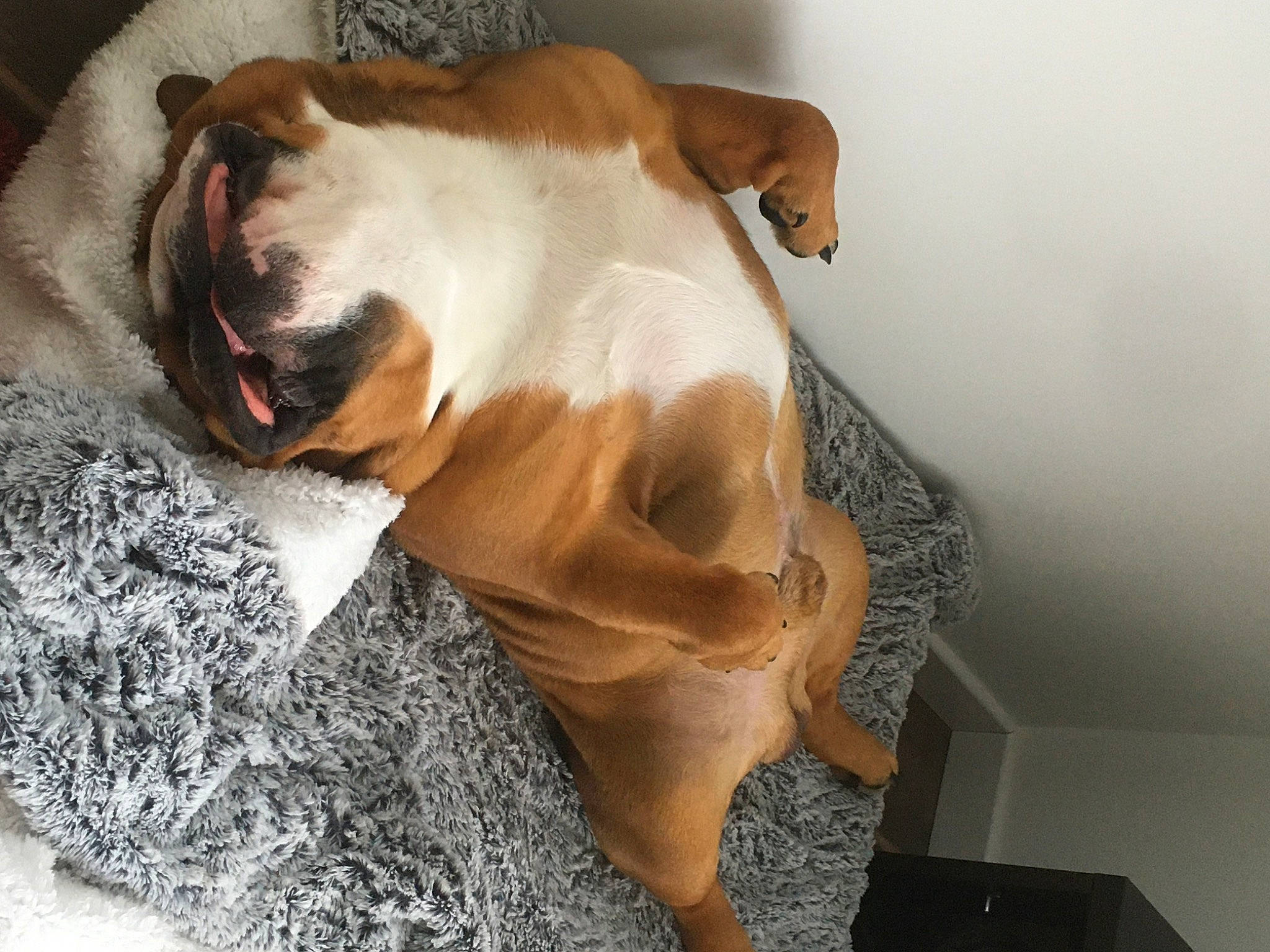 Pépé a rejoint le concours — aidez-le/la à gagner de superbes lots ! canidae, carnivore, collar, comfort, companion_dog, dog, dog_breed, dog_collar, dog_supply, ear, fawn, fur, linens, snout, sporting_group, sunglasses, tail, toy_dog, whiskers, working_animal