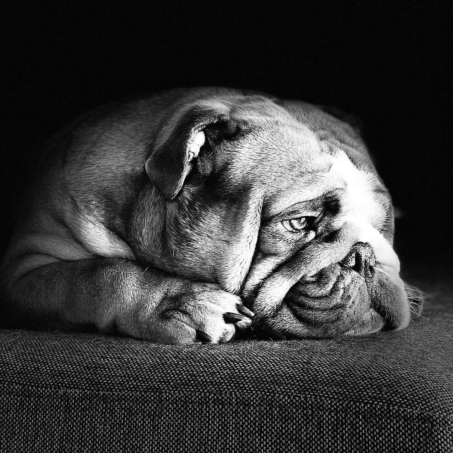 Pépé participe au concours pour gagner de l'argent avec cette photo : art, carnivore, comfort, companion_dog, darkness, dog, dog_breed, fawn, grey, monochrome, monochrome_photography, snout, sporting_group, terrestrial_animal, tints_and_shades, whiskers, wildlife, wood, working_animal, wrinkle