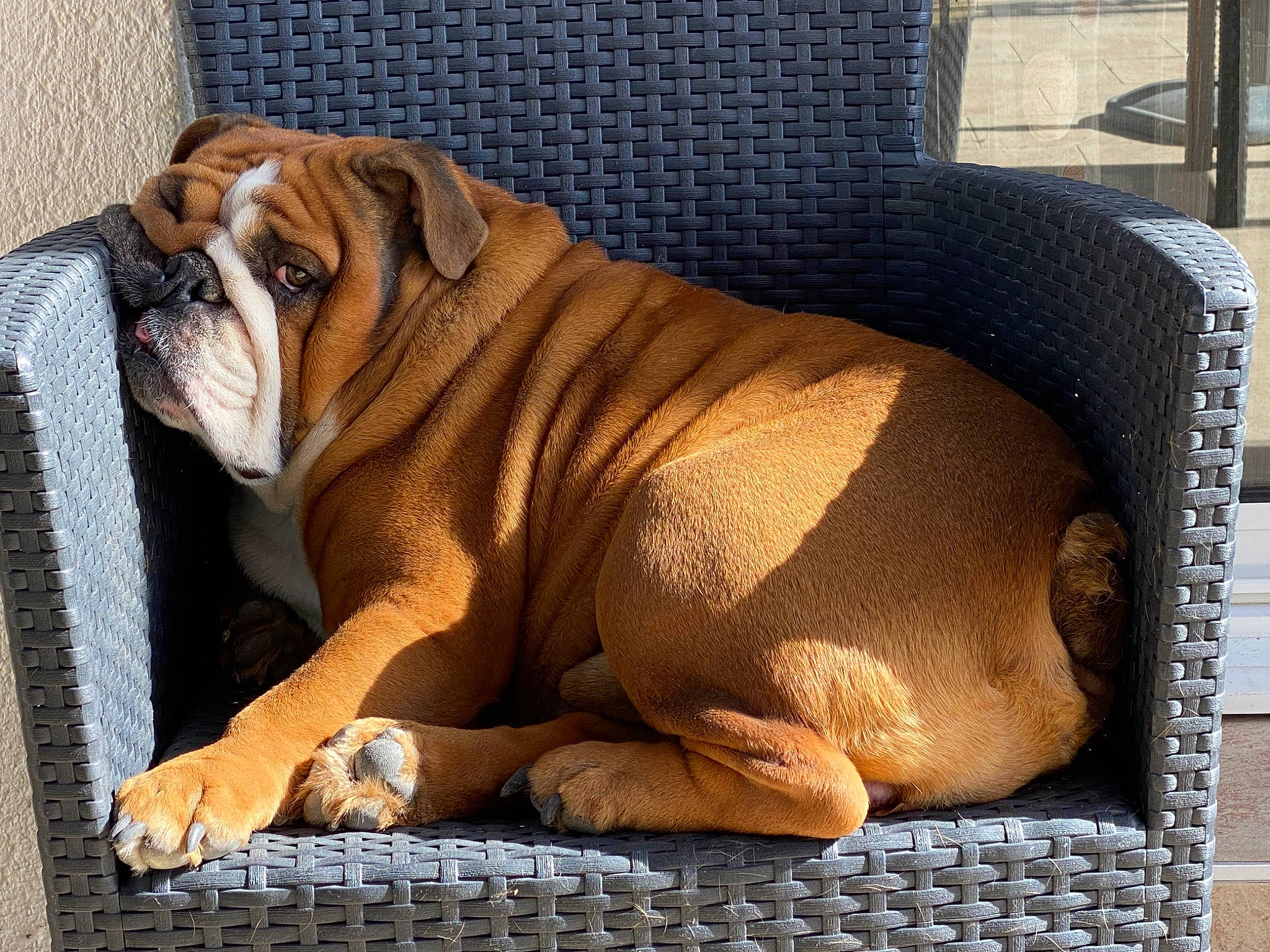 Pépé participe au concours pour gagner de l'argent avec cette photo : ancient_dog_breeds, bulldog, canidae, carnivore, comfort, companion_dog, dog, dog_breed, fawn, molosser, non_sporting_group, rectangle, snout, sporting_group, terrestrial_animal, toy_dog, white_english_bulldog, wood, working_dog, wrinkle