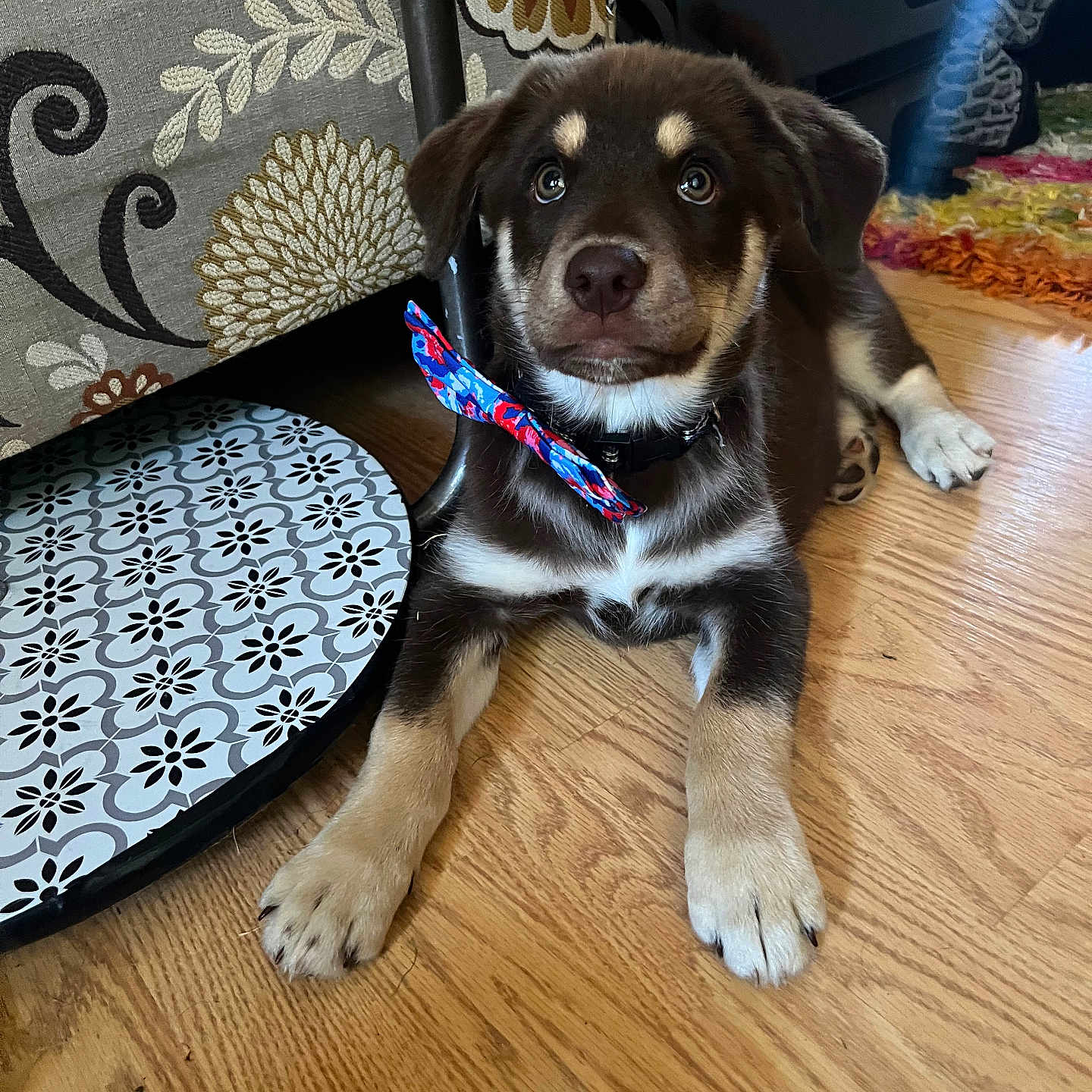 Beans joined the competition — help win amazing prizes! accessories, animal, architecture, building, canine, couch, dog, furniture, hardwood, hound, husky, indoors, interiordesign, labradorretriever, livingroom, pet, puppy, room, strap, wood