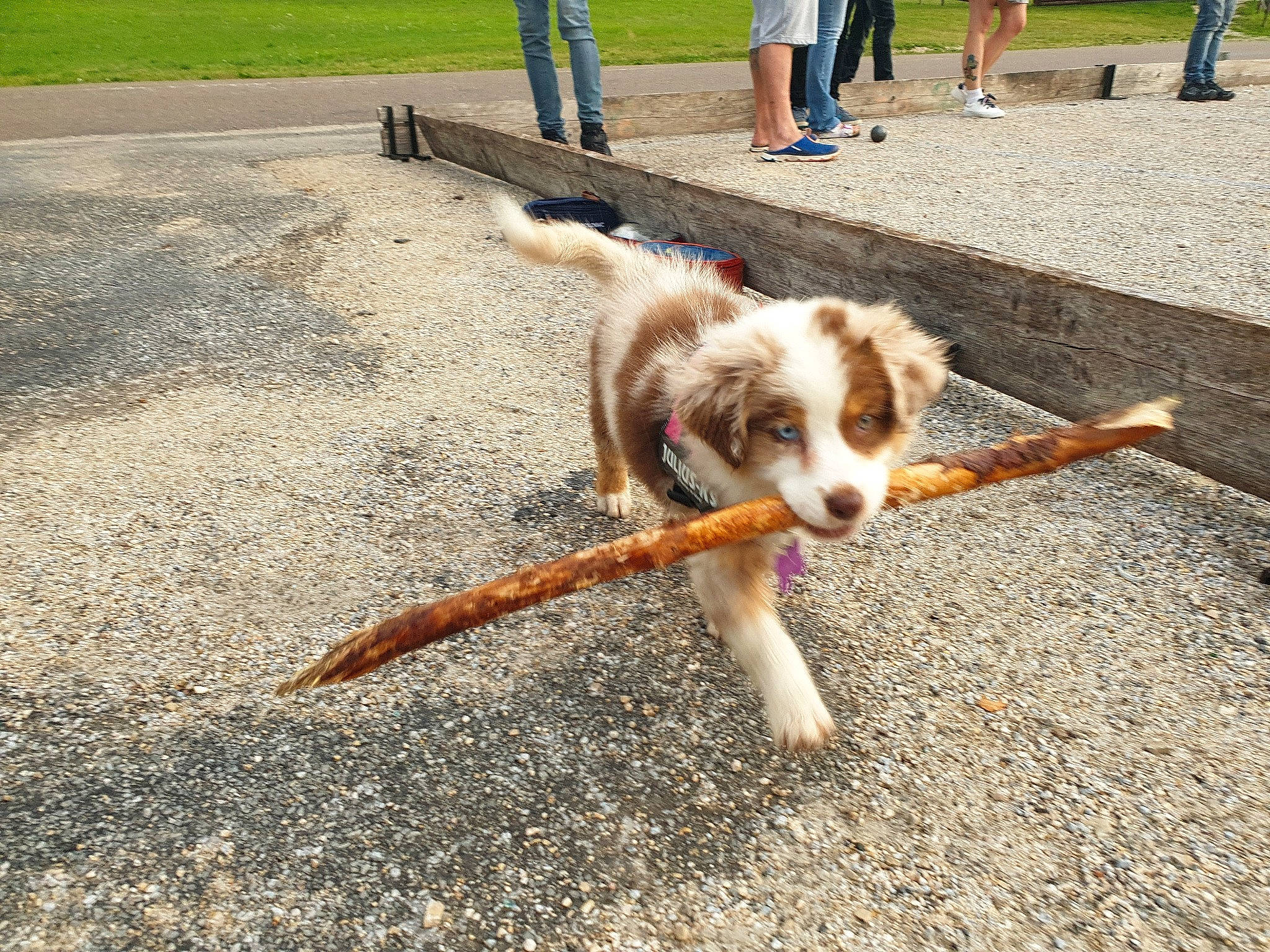 Maya participe au concours pour gagner de l'argent avec cette photo : australian_shepherd, canidae, carnivore, companion_dog, dog, dog_breed, herding_dog, mammal, miniature_australian_shepherd, sporting_group, tail, vertebrate, working_dog