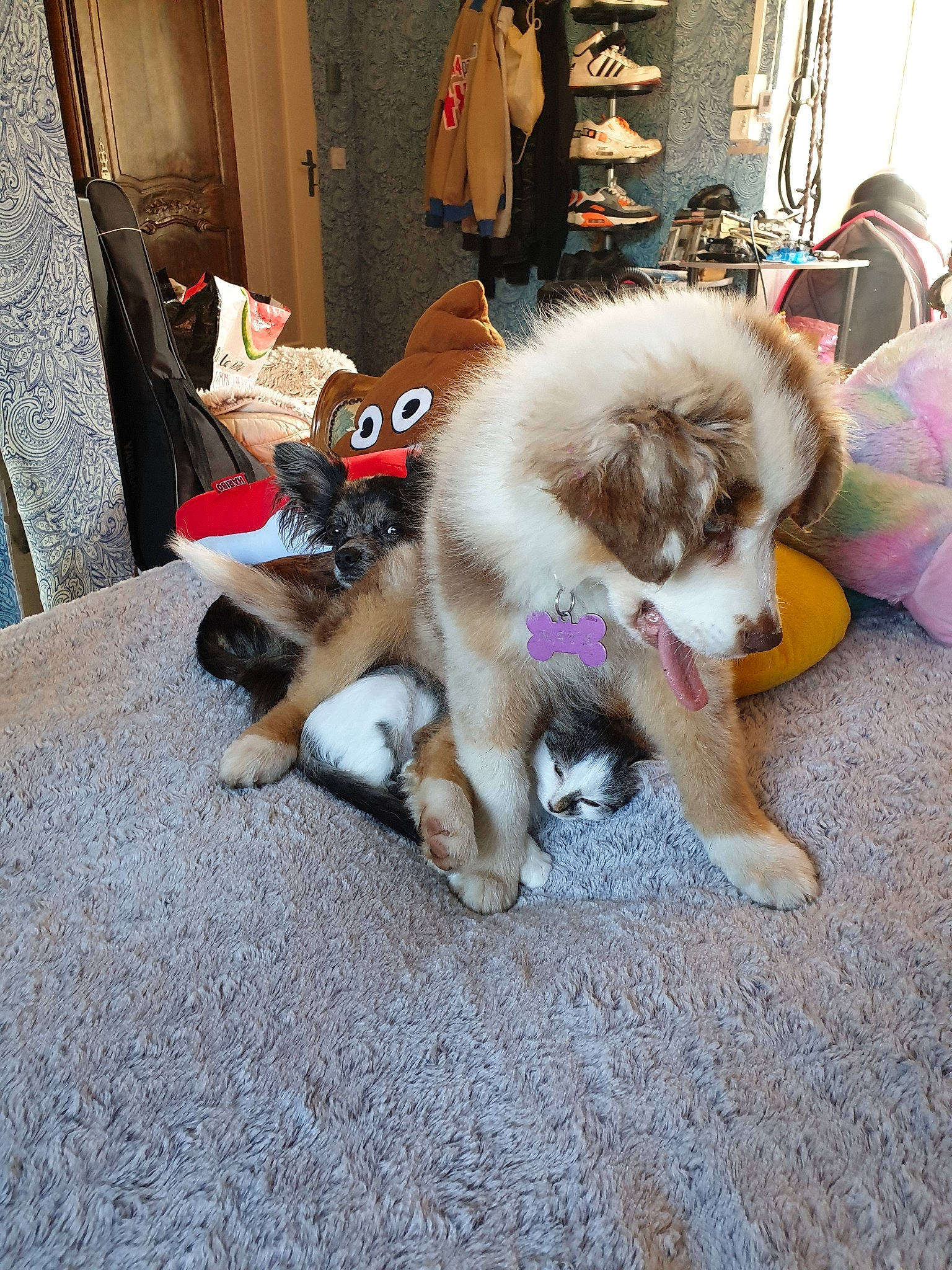 Maya a rejoint le concours — aidez-le/la à gagner de superbes lots ! australian_shepherd, canidae, carnivore, companion_dog, dog, dog_breed, fawn, mammal, miniature_australian_shepherd, mucuchies, puppy, sporting_group, working_dog