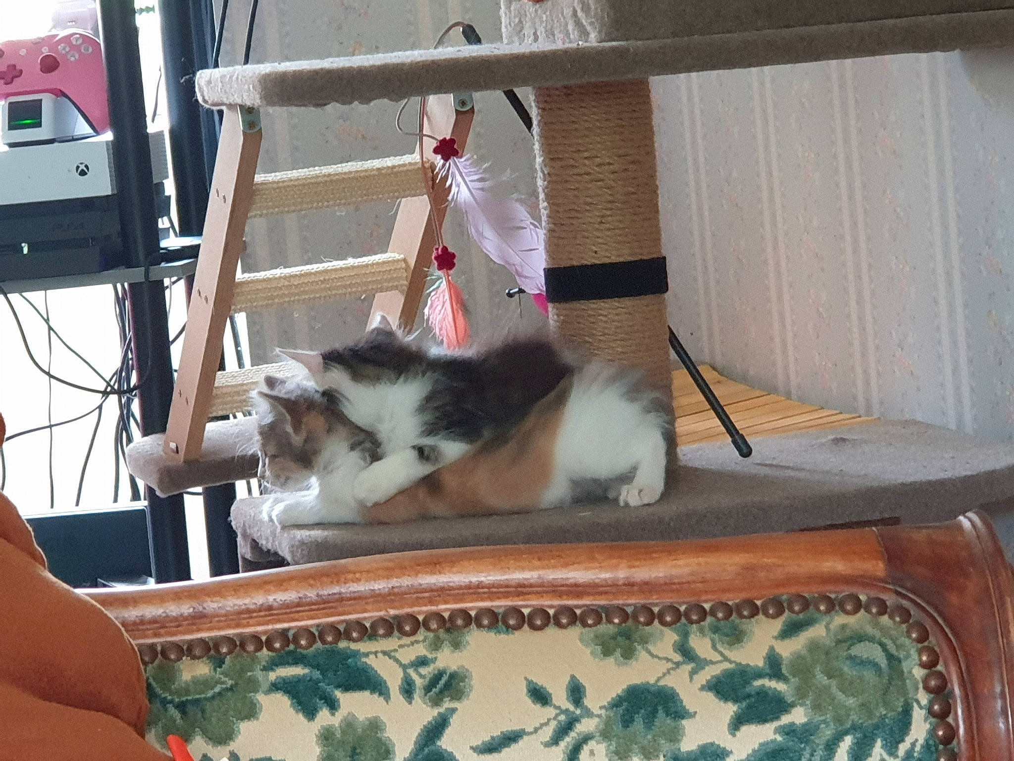 Crevette participe au concours pour gagner de l'argent avec cette photo : canidae, carnivore, cat, felidae, kitten, small_to_medium_sized_cats, tail, whiskers